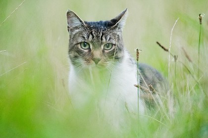 Британские ученые выяснили роль охоты в жизни кошек