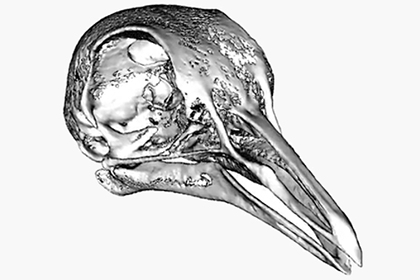 Объяснено появление описанных Дарвином загадочных клювов у голубей